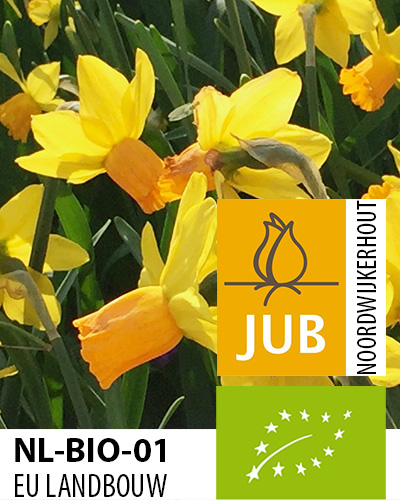 Narcis BIO botanický Jetfire 12/14, 100 ks